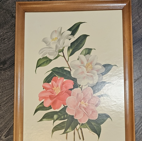 Camellia Japonica Lady Vansittart - Picture 3 of 7